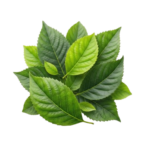 gemini generated image 2f86fd2f86fd2f86 removebg preview